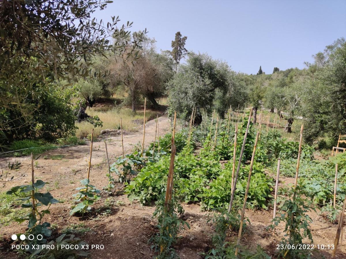 Corfu Oasis * Neochorakion